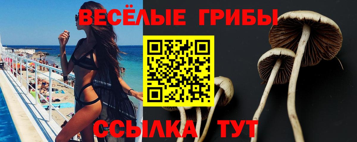 где купить наркоту  Галлюциногенные грибы мухоморы  Дивногорск  Псилоцибиновые грибы Psilocybe 